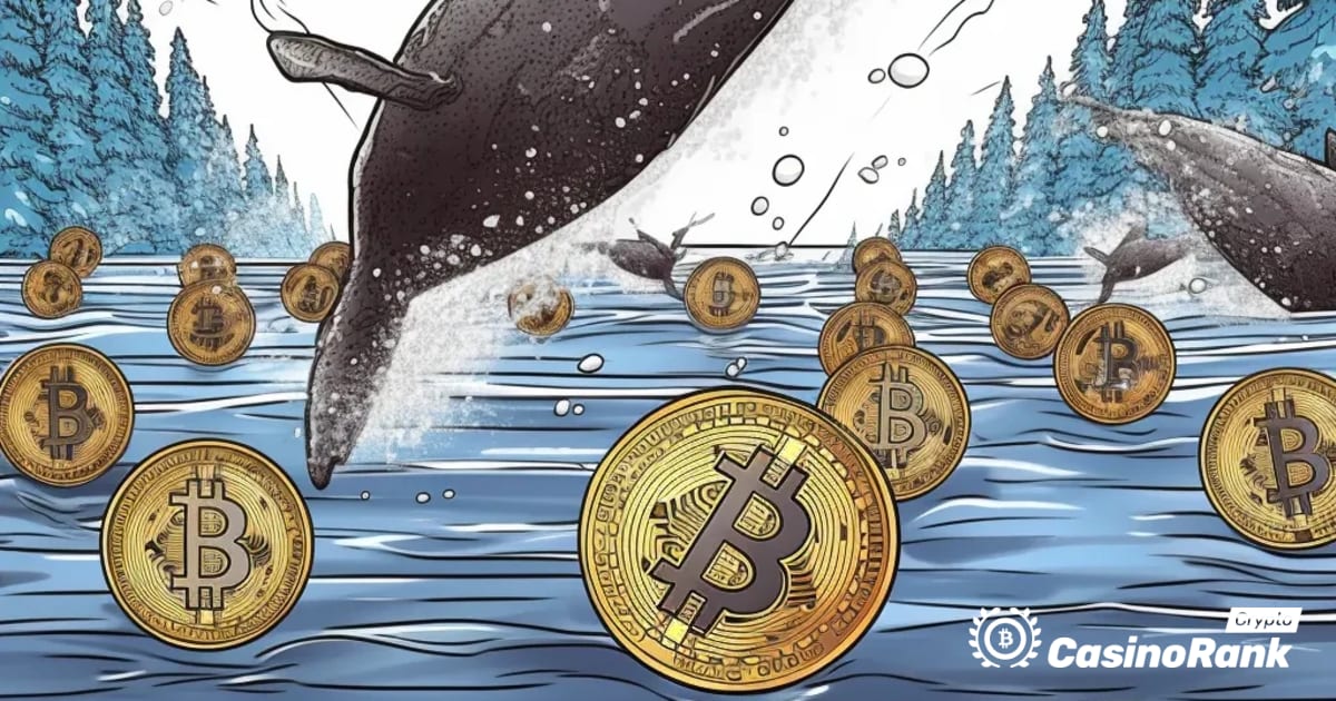 Premiki kitov na trgu kriptovalut: preneseni žetoni MATIC in SOL